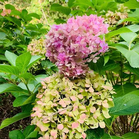 公寓 Peaceful Country Living At At Clara Vimignano-Chiesa