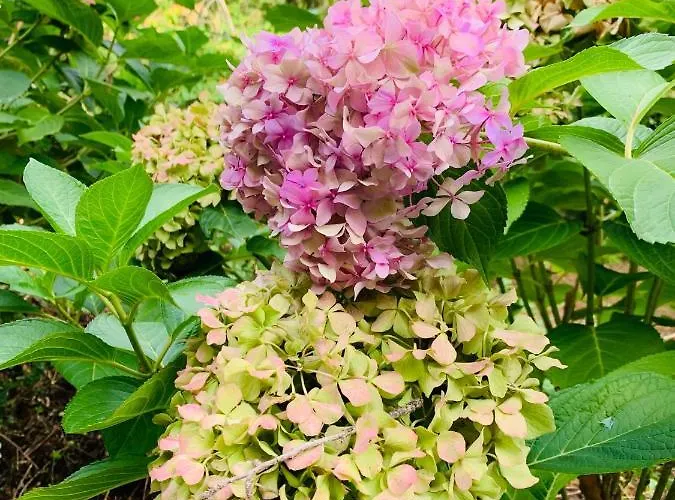 Appartamento Peaceful Country Living At At Clara Vimignano-Chiesa